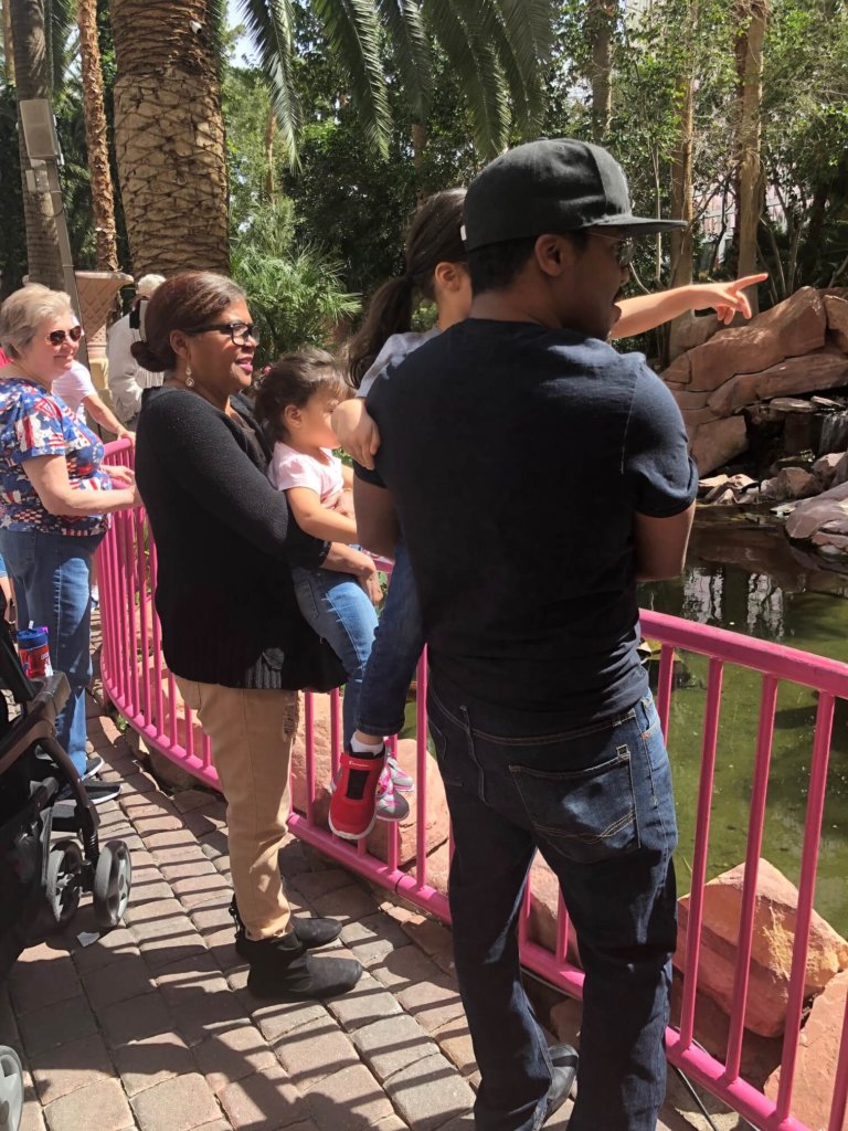 Family Friendly Las Vegas: The Flamingo Wildlife Habitat