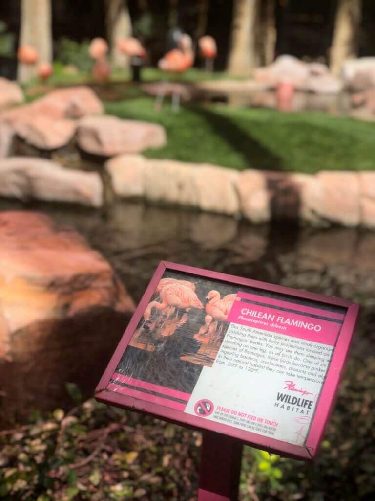 Free Things to Do in Las Vegas with Kids This Summer | The Vegas Mom